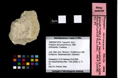 Foto (Objekt + Etikett) von Prosopon verrucosum (Reuss, 1858)  (NHMW-GEO-1990-0041-2516)
